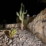 Olive Treasure كولومبيا