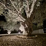 Olive Treasure Kolymbia
